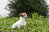 JACK RUSSEL 201